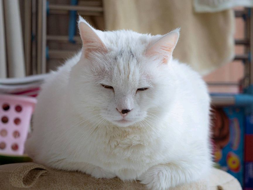 猫图片|宠物猫|猫咪|