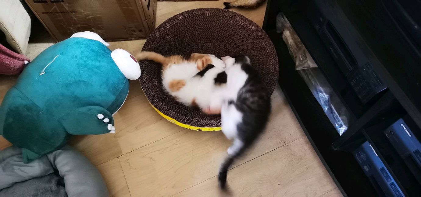 猫图片|宠物猫|猫咪|