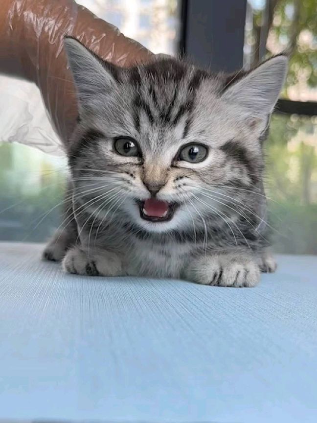 猫图片|宠物猫|猫咪|