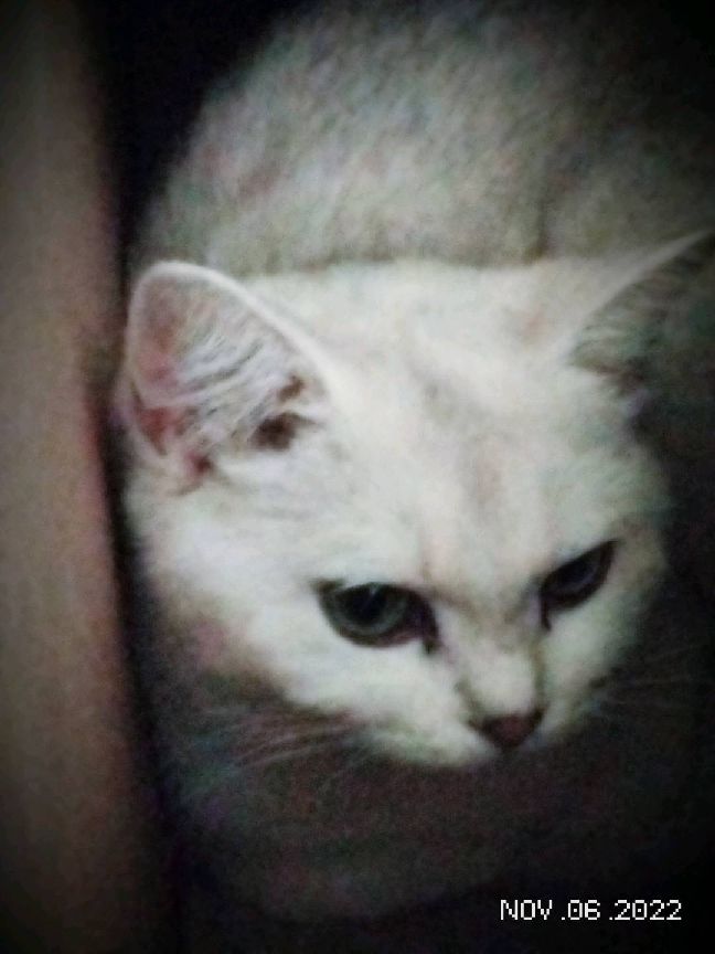 猫图片|宠物猫|猫咪|