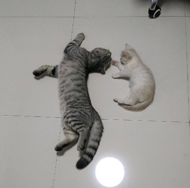 猫图片|宠物猫|猫咪|