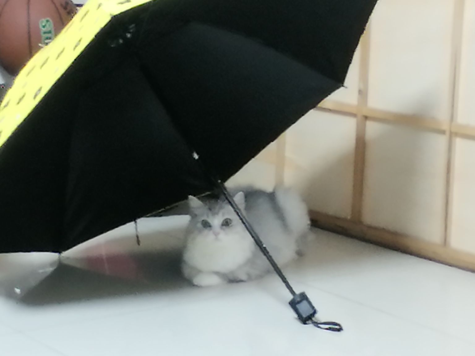 猫图片|宠物猫|猫咪|