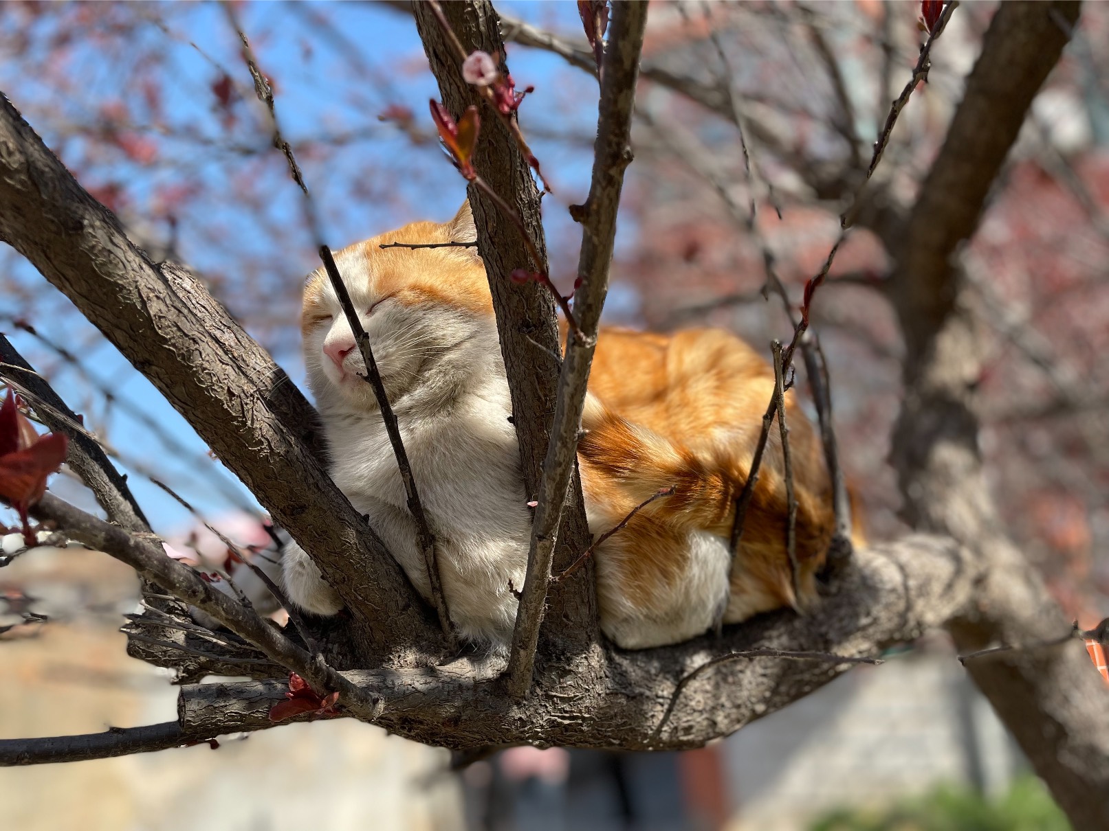 猫图片|宠物猫|猫咪|