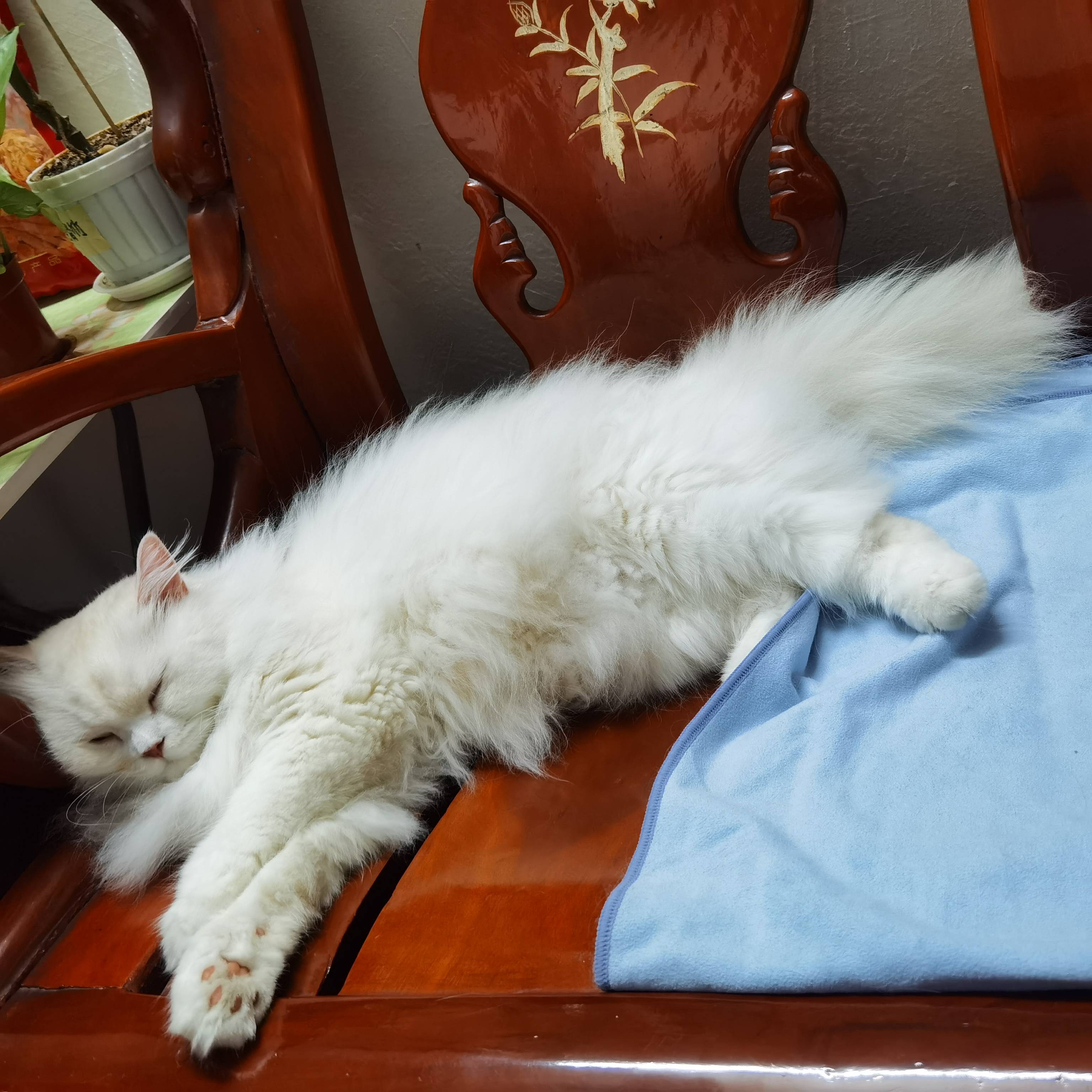 猫图片|宠物猫|猫咪|