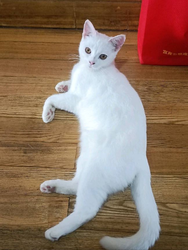 猫图片|宠物猫|猫咪|