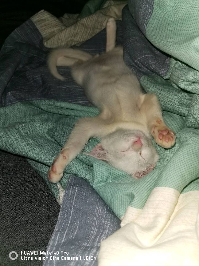 猫图片|宠物猫|猫咪|