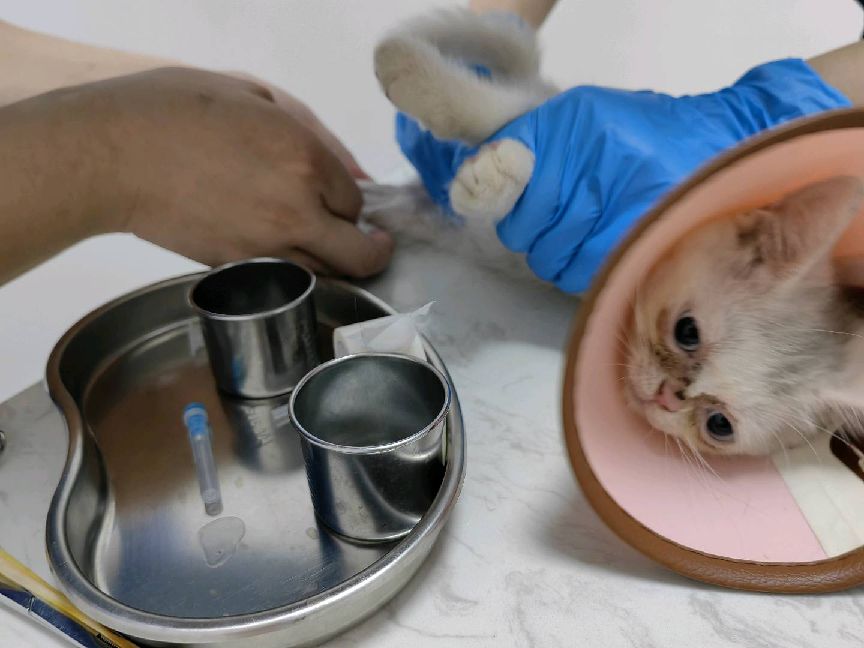 猫图片|宠物猫|猫咪|