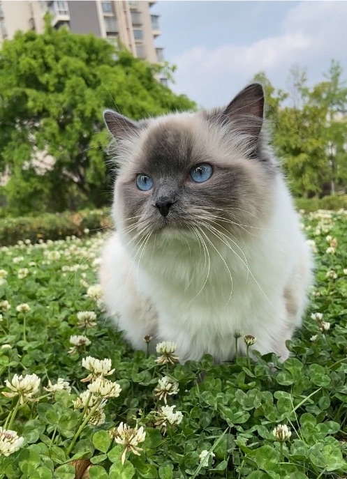 猫图片|宠物猫|猫咪|