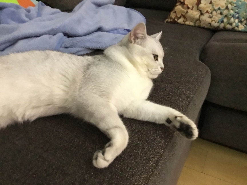 猫图片|宠物猫|猫咪|