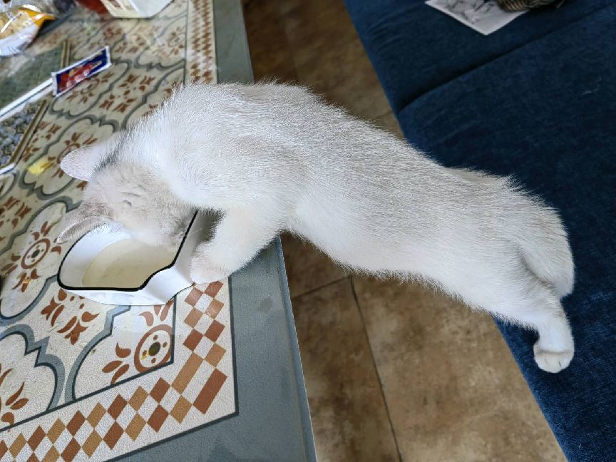 猫图片|宠物猫|猫咪|