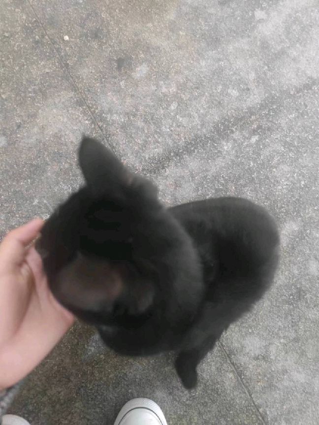 猫图片|宠物猫|猫咪|