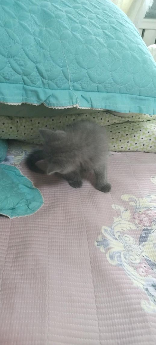 猫图片|宠物猫|猫咪|