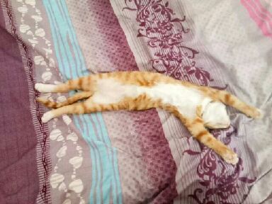 猫图片|宠物猫|猫咪|