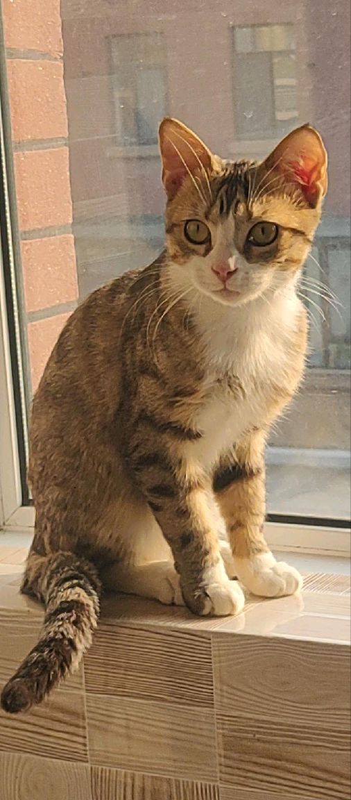 猫图片|宠物猫|猫咪|