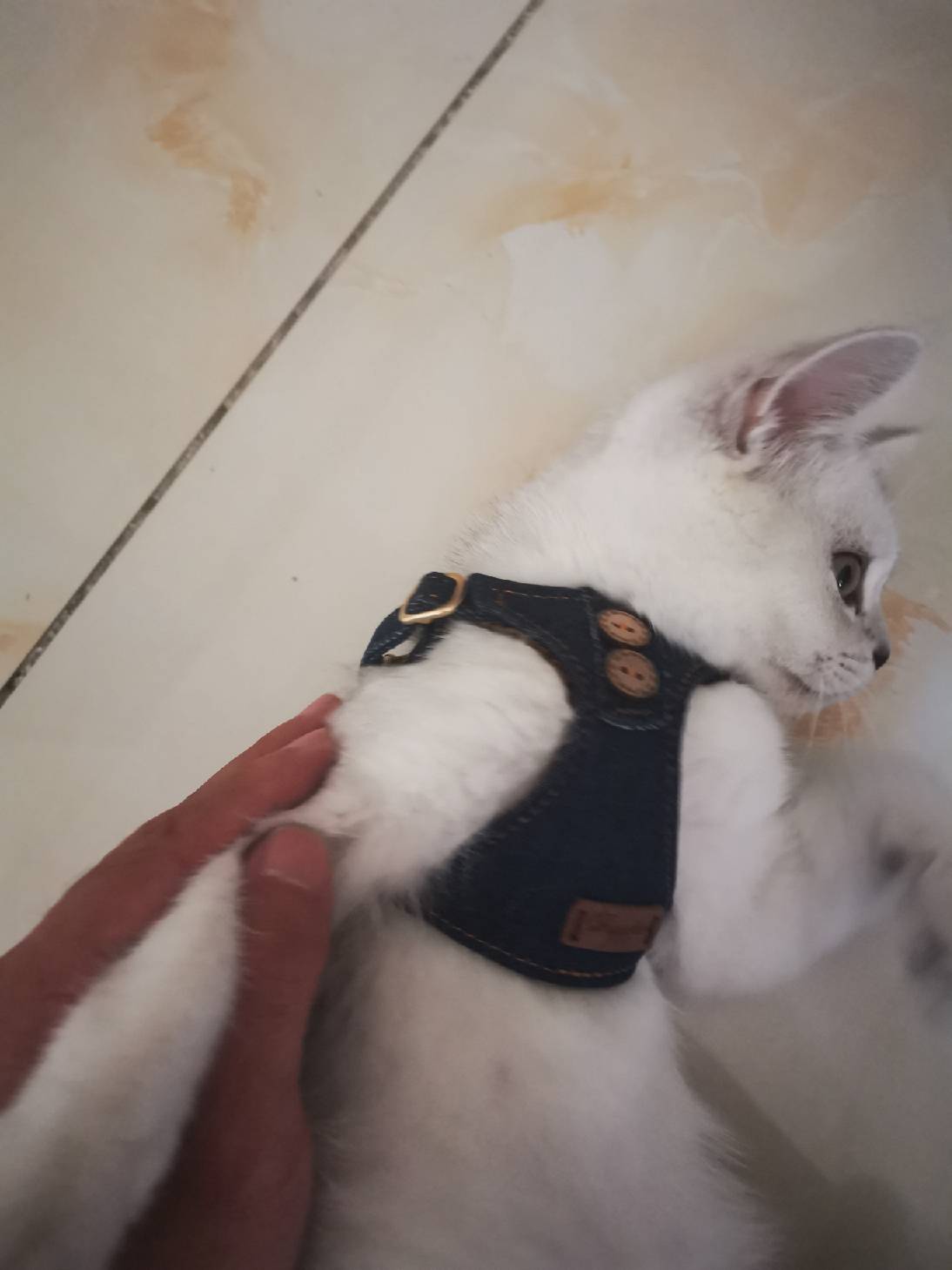 猫图片|宠物猫|猫咪|