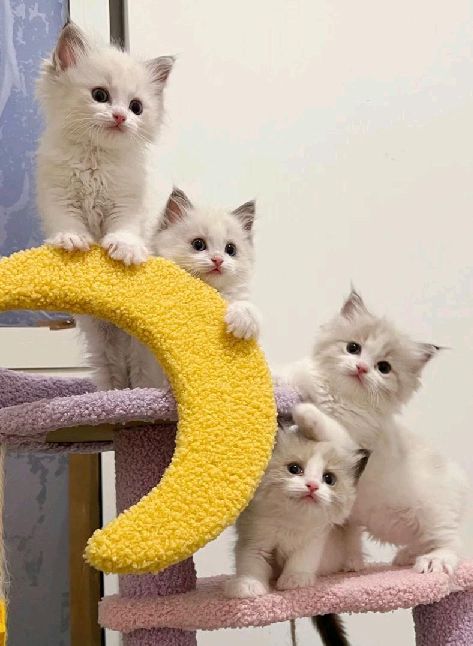 猫图片|宠物猫|猫咪|