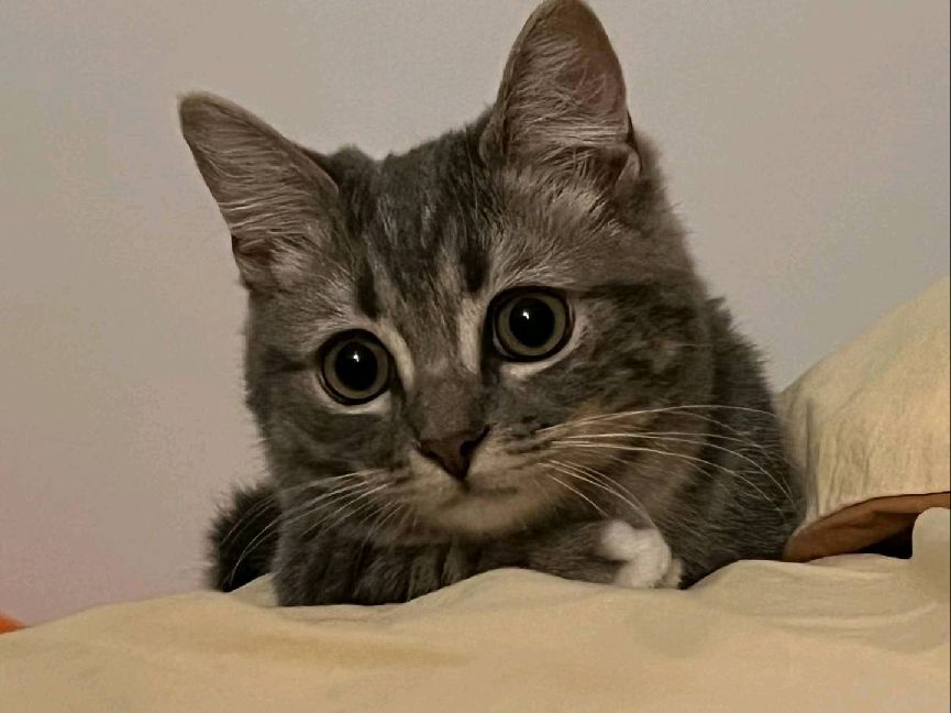 猫图片|宠物猫|猫咪|