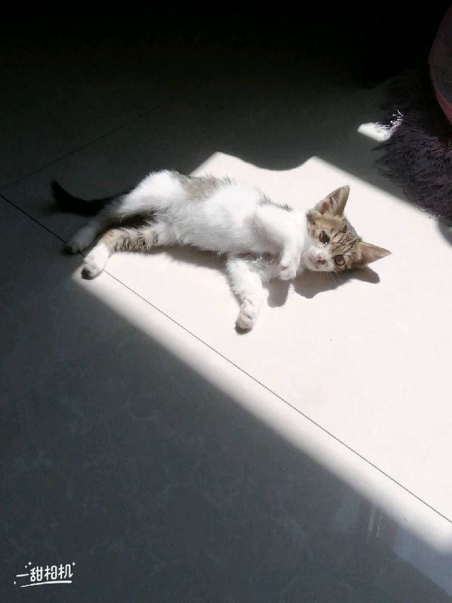 猫图片|宠物猫|猫咪|