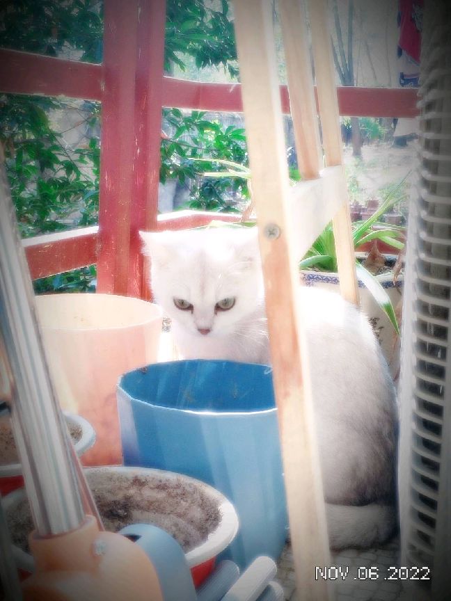 猫图片|宠物猫|猫咪|