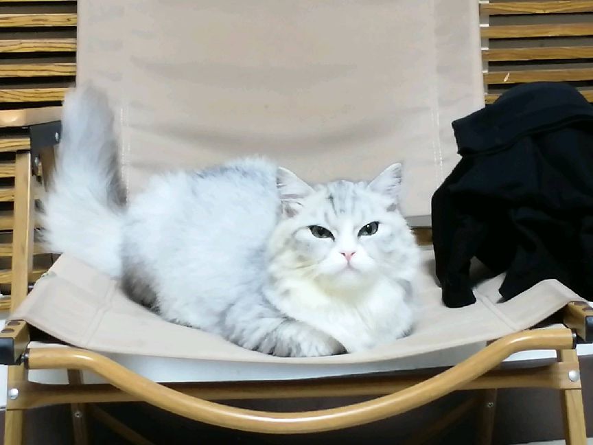 猫图片|宠物猫|猫咪|