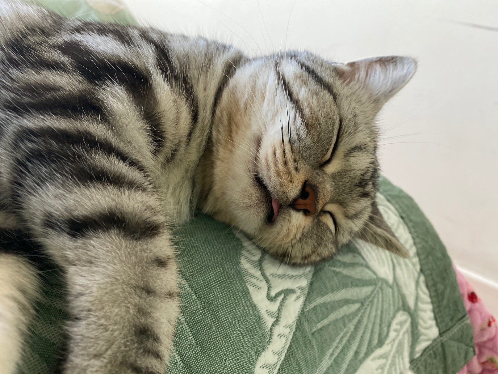 猫图片|宠物猫|猫咪|