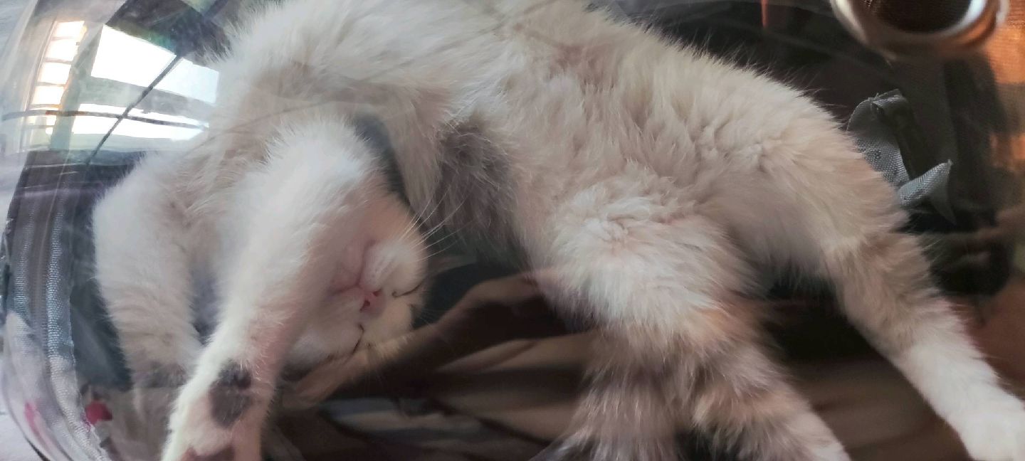 猫图片|宠物猫|猫咪|