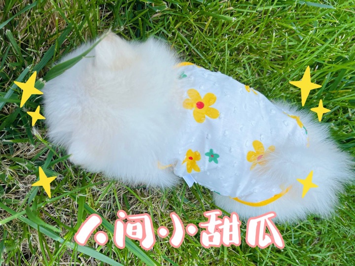 猫图片|宠物猫|猫咪|