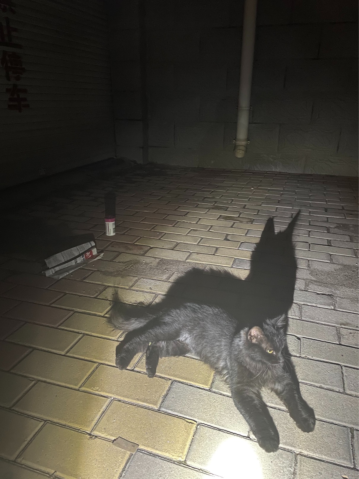 猫图片|宠物猫|猫咪|