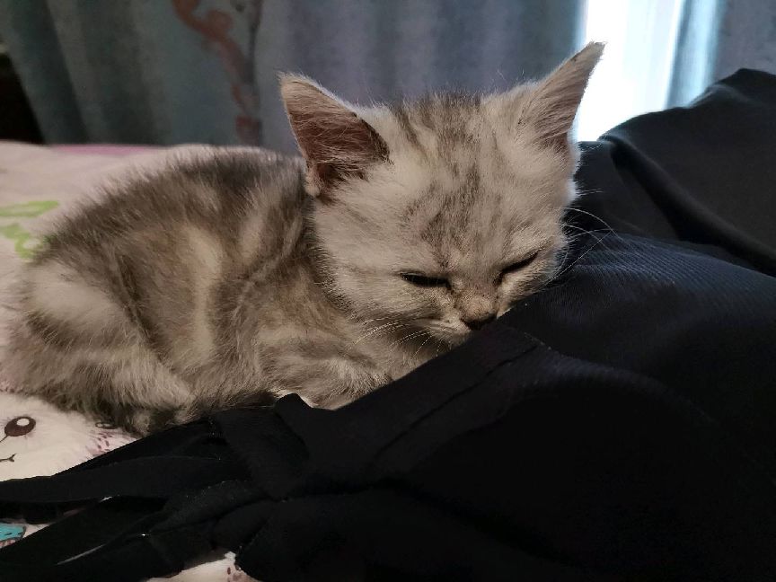 猫图片|宠物猫|猫咪|