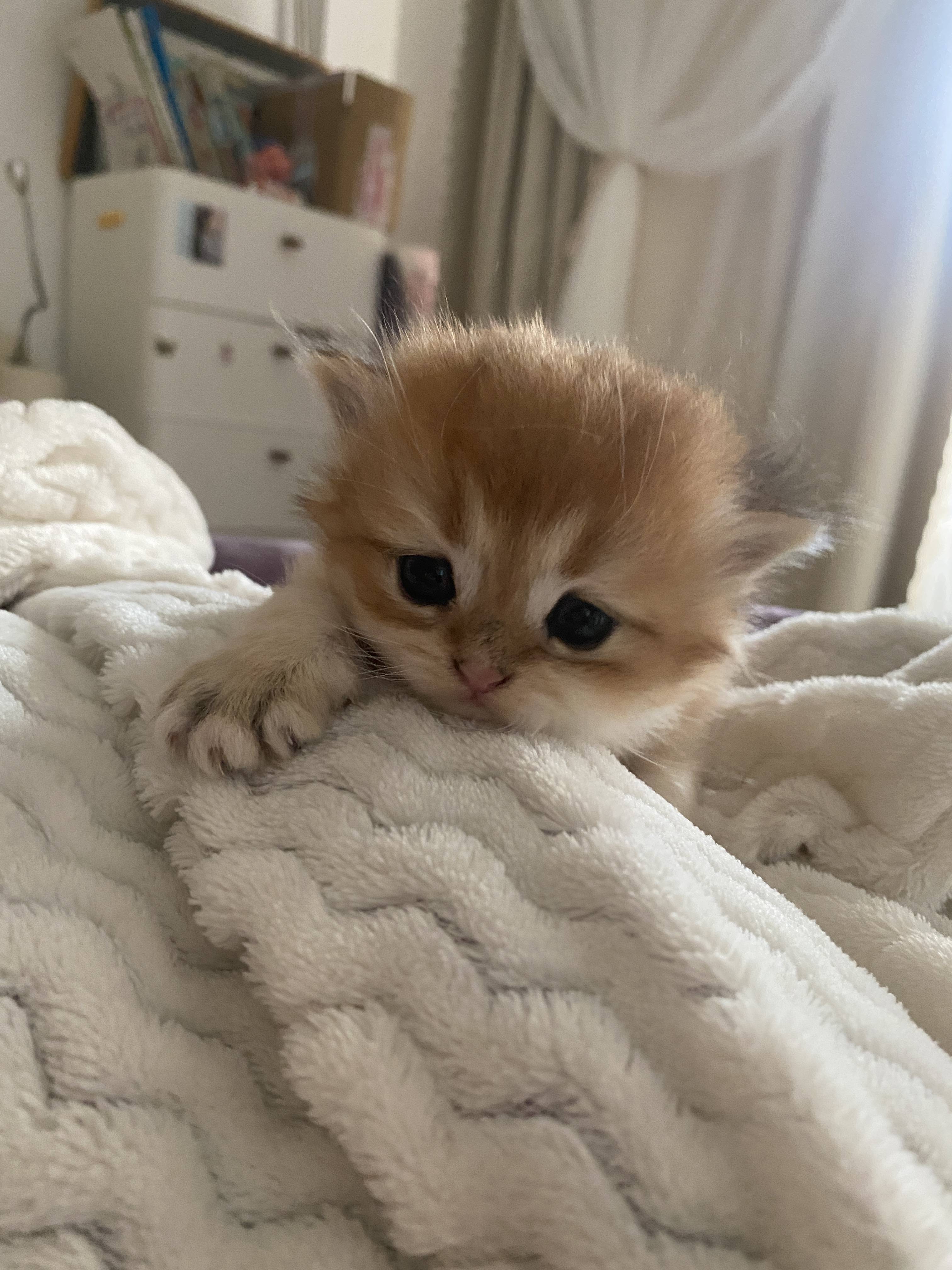 猫图片|宠物猫|猫咪|