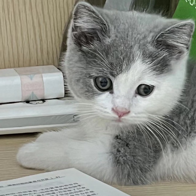 猫图片|宠物猫|猫咪|