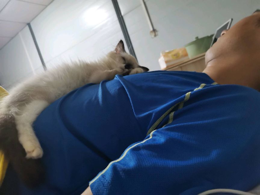 猫图片|宠物猫|猫咪|