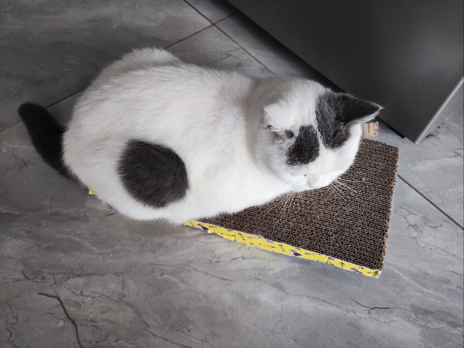 猫图片|宠物猫|猫咪|