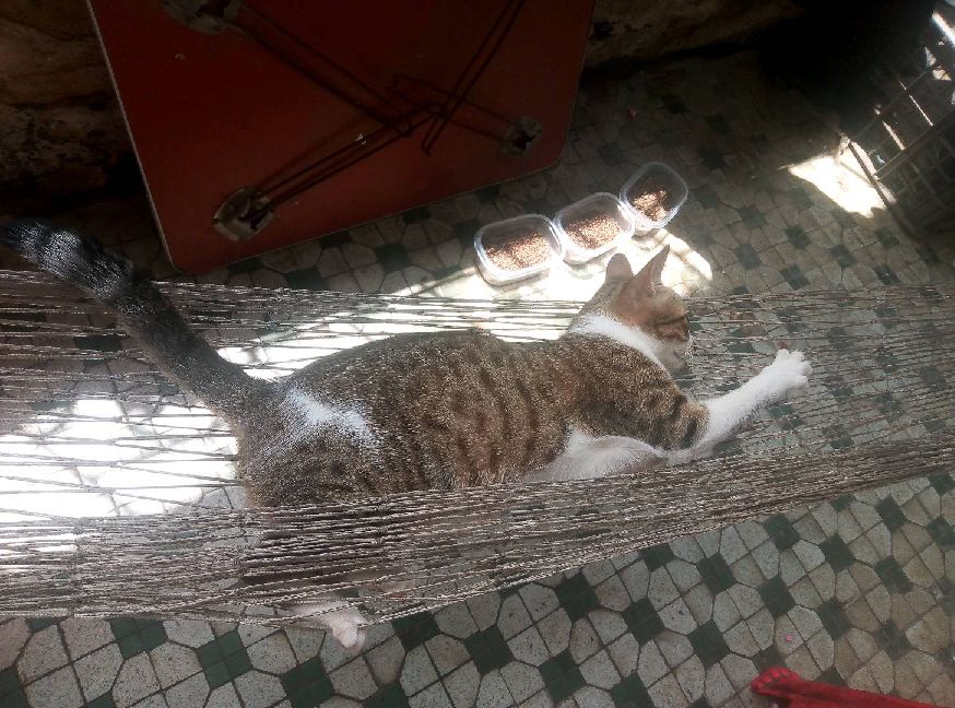 猫图片|宠物猫|猫咪|