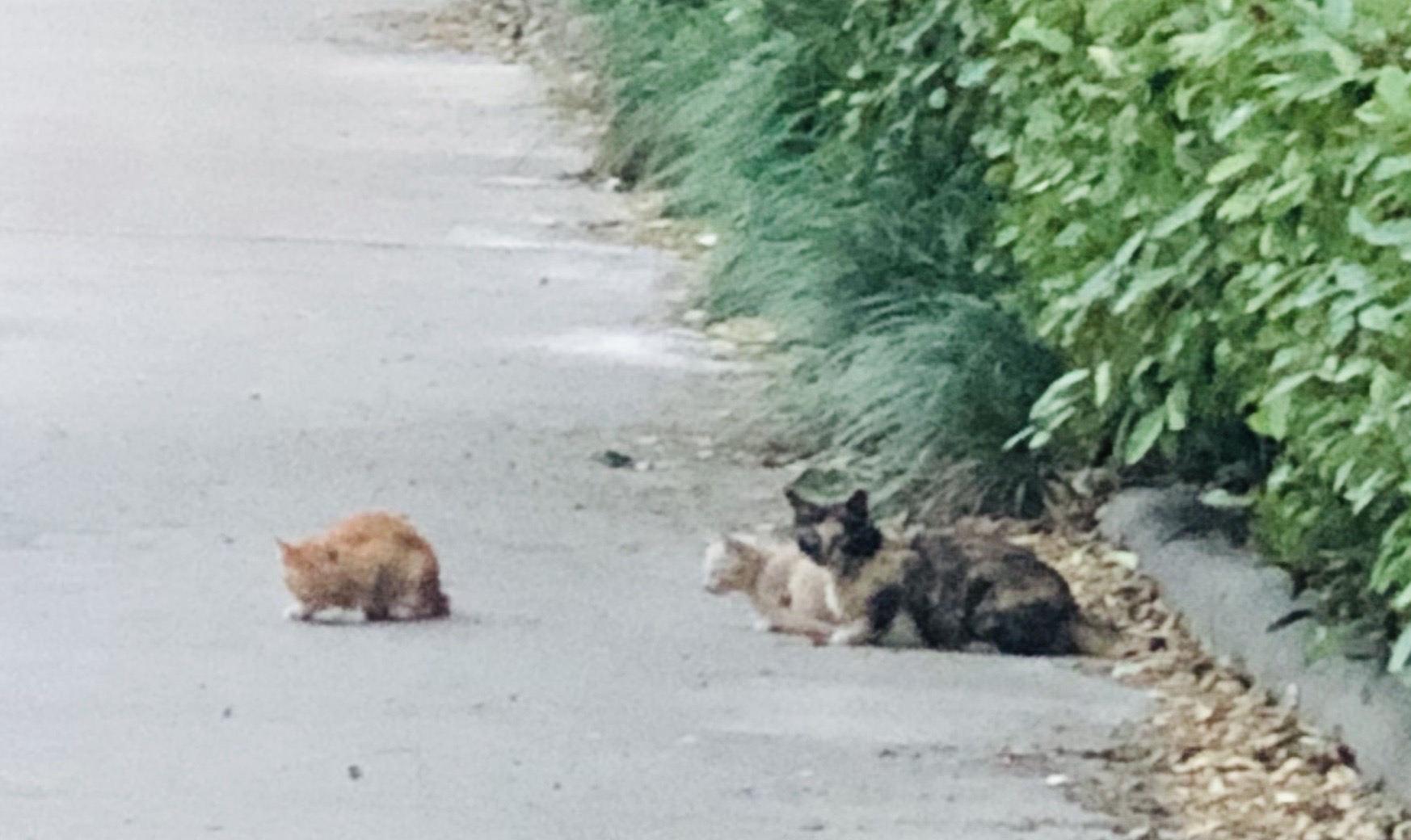 猫图片|宠物猫|猫咪|