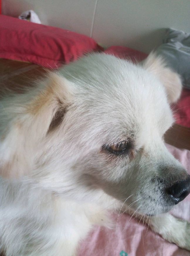 猫图片|宠物猫|猫咪|