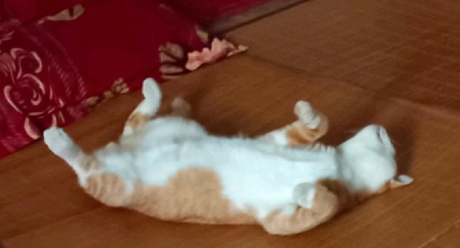 猫图片|宠物猫|猫咪|