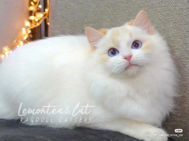 猫图片|宠物猫|猫咪|