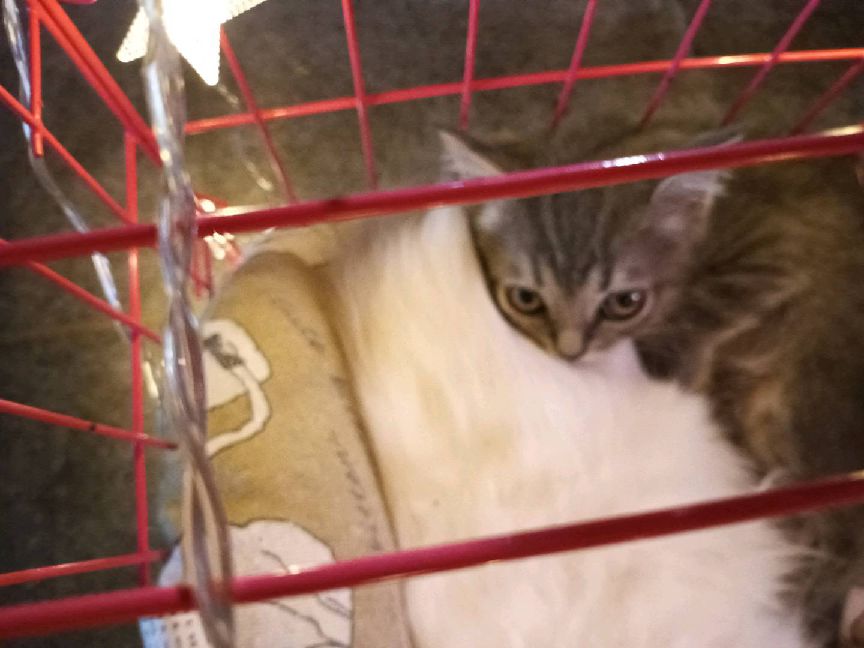 猫图片|宠物猫|猫咪|