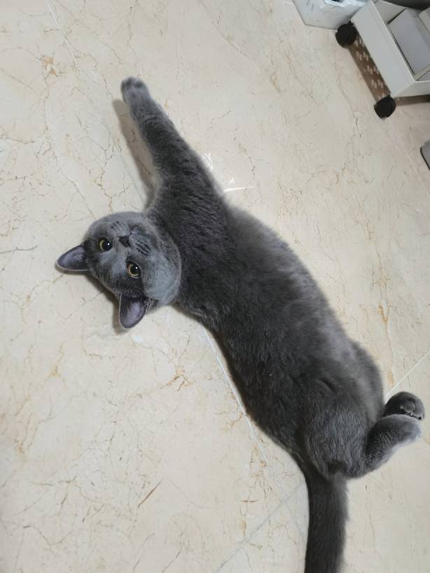 猫图片|宠物猫|猫咪|