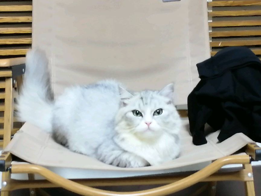 猫图片|宠物猫|猫咪|