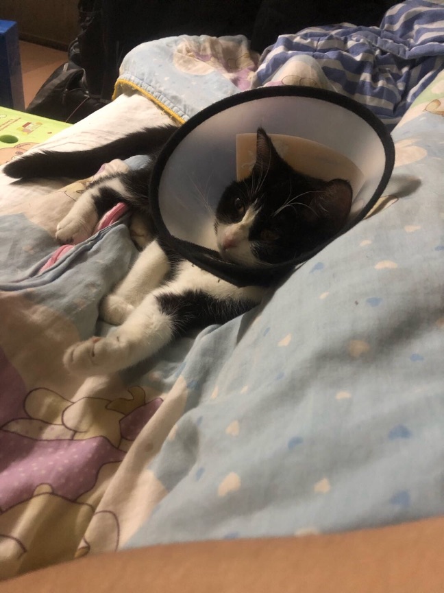 猫图片|宠物猫|猫咪|