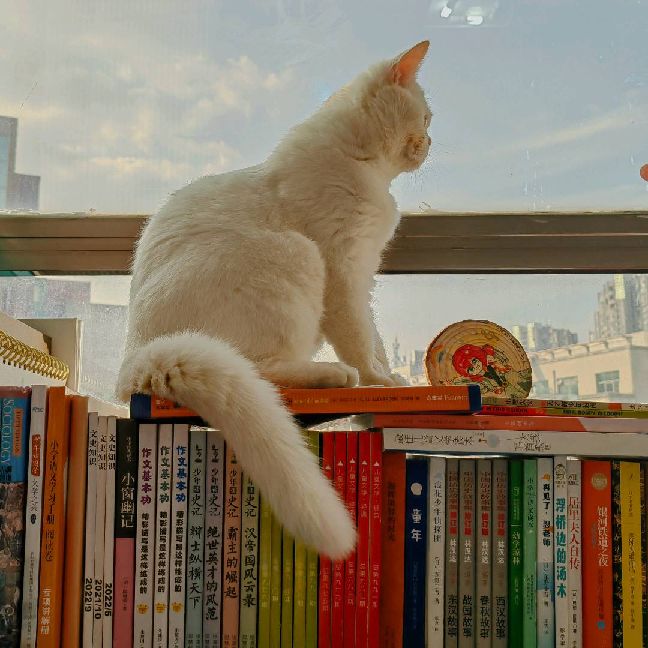 猫图片|宠物猫|猫咪|