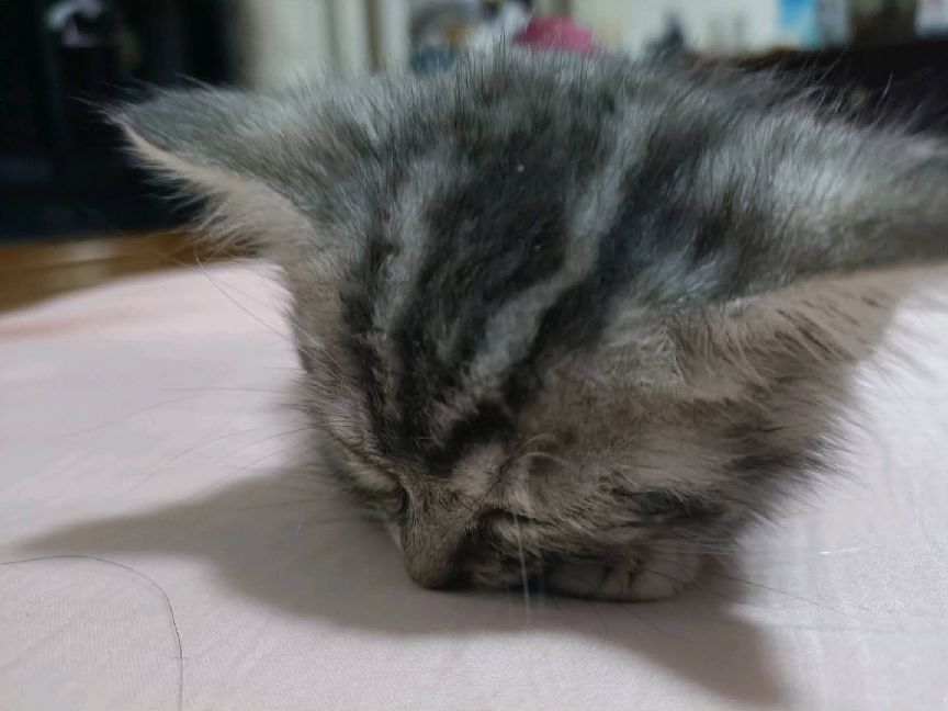 猫图片|宠物猫|猫咪|