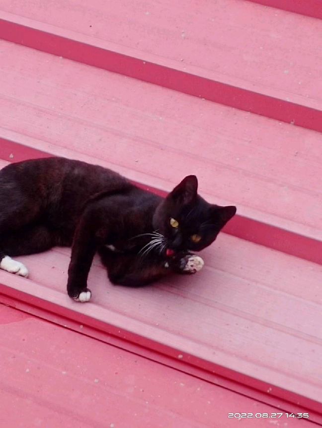 猫图片|宠物猫|猫咪|