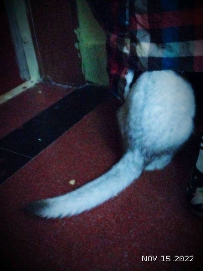 猫图片|宠物猫|猫咪|