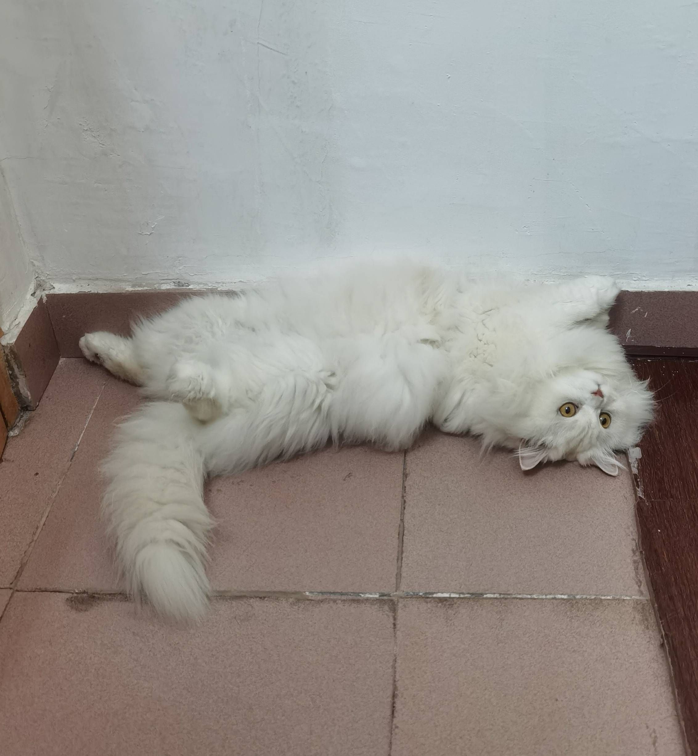 猫图片|宠物猫|猫咪|