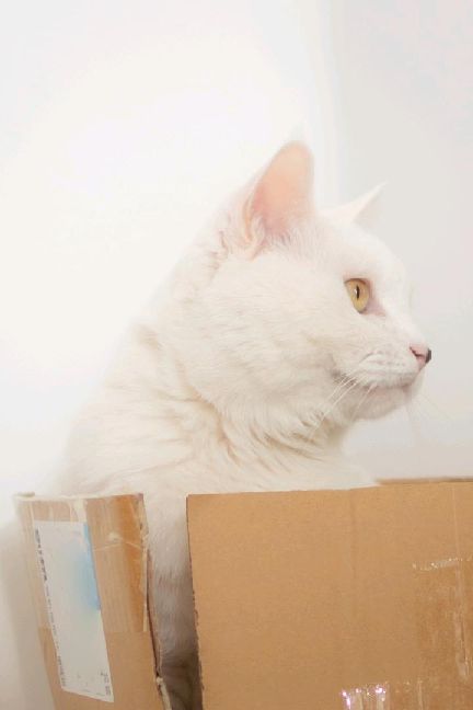 猫图片|宠物猫|猫咪|