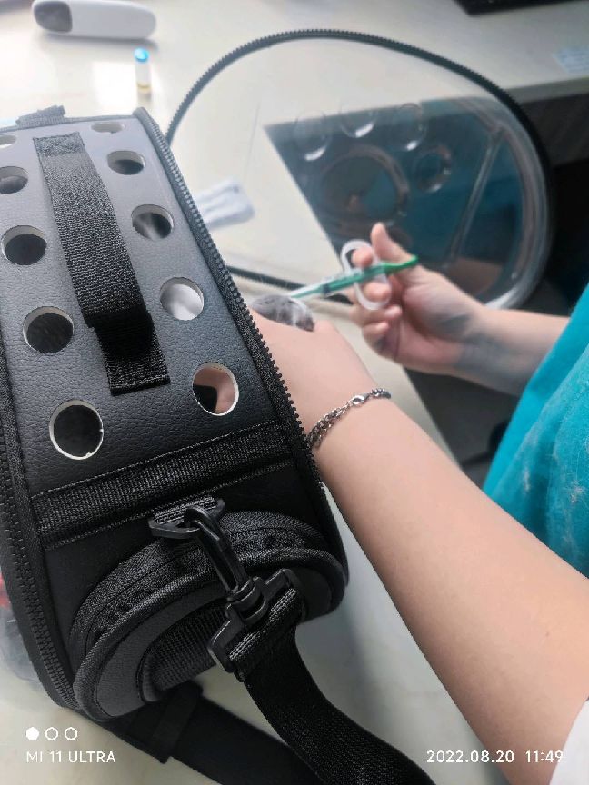 猫图片|宠物猫|猫咪|