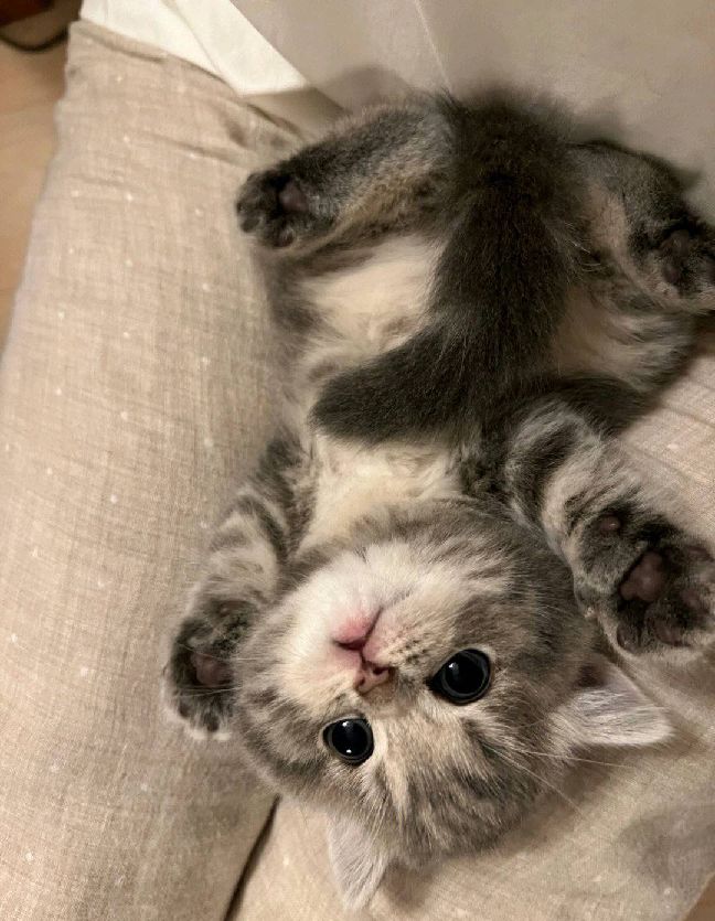 猫图片|宠物猫|猫咪|